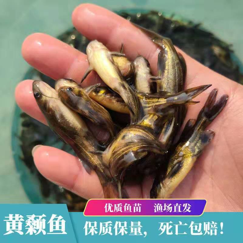 High-Quality All-Realgar Catfish Seedlings, Yellow-Bone Fish, Yellow-Bone Fish, Yellow-Spicy Croaker Seedlings, Ang-Thorn Fish Seedlings, Live Package, Delivered to Your Home