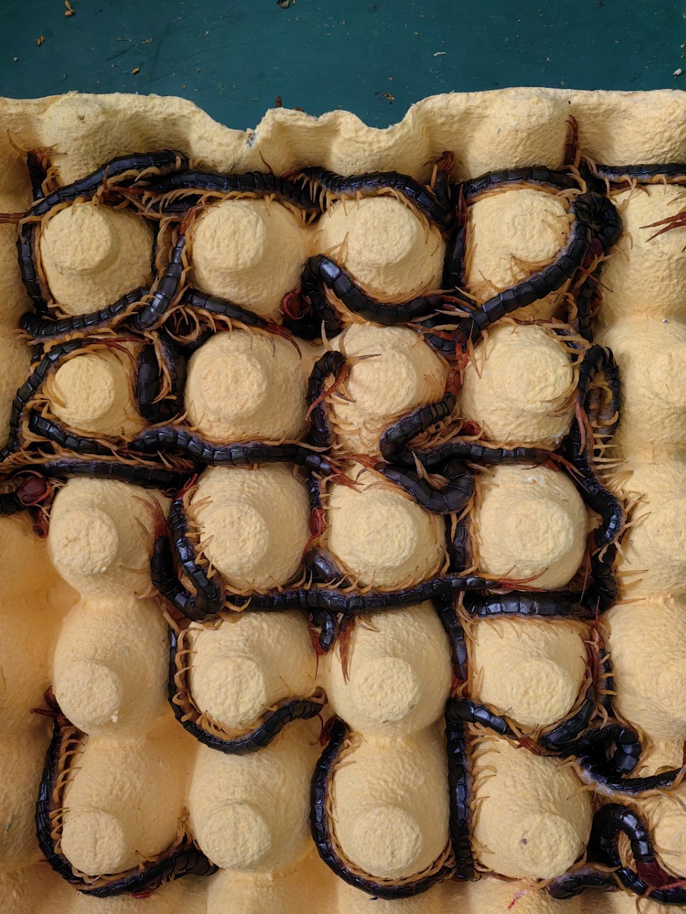 Скорпион, земляной элемент, живой насекомый, многоножка, арована, многоножка, замоченная в вине, многоножка