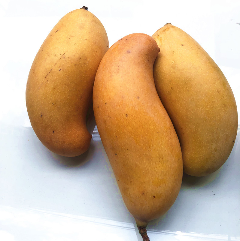 Fruit Mango Honey Mango with Yellow Skin, Not from Guangxi Baise, with a Rich Milky Aroma, Freshly Picked, Golden Color, Sugar Content 27