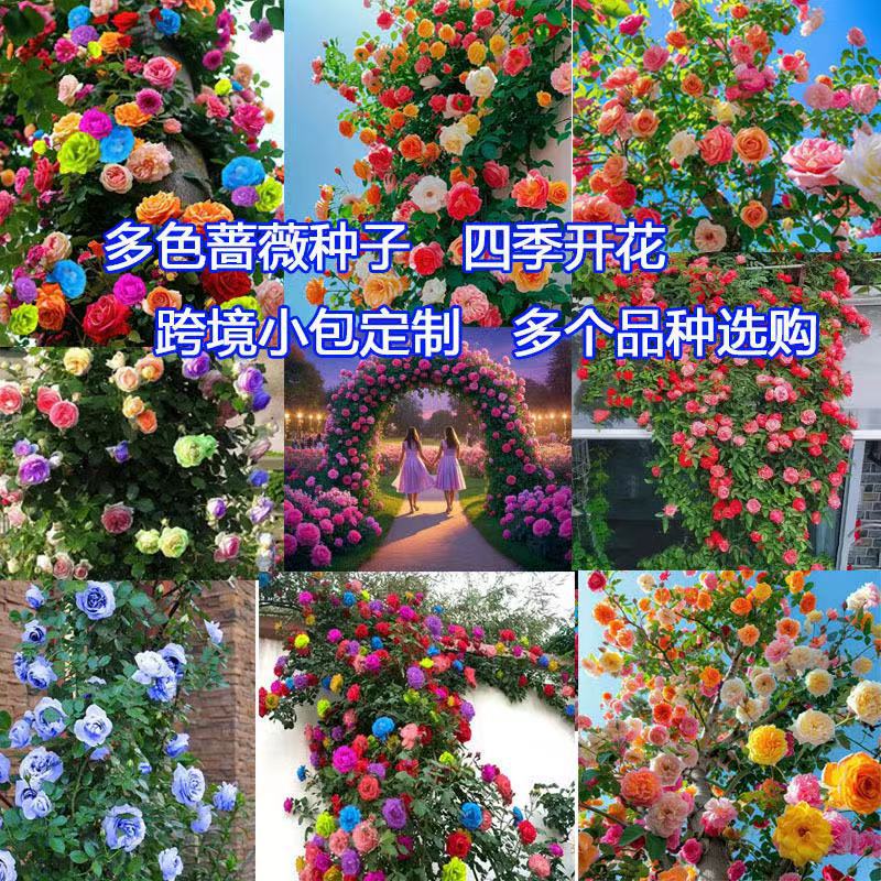 Climbing Rose Flower Seeds Bloom in All Seasons and Are Easy to Grow. Climbing Plant Seeds Double-Petaled Courtyard Balcony Flower Seeds