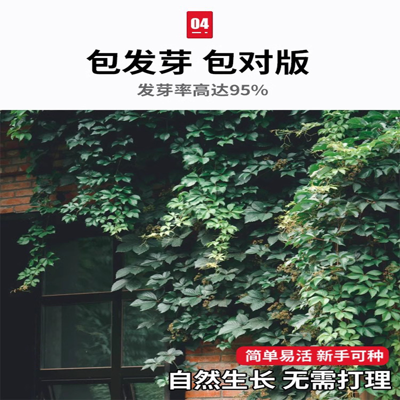 Ivy Seed Saplings, Non-Deciduous Grass Seeds, Rattan Climbing Plants, Wall-Climbing Tiger Seedlings, Three-Five-Leaf Four-Season Seeds