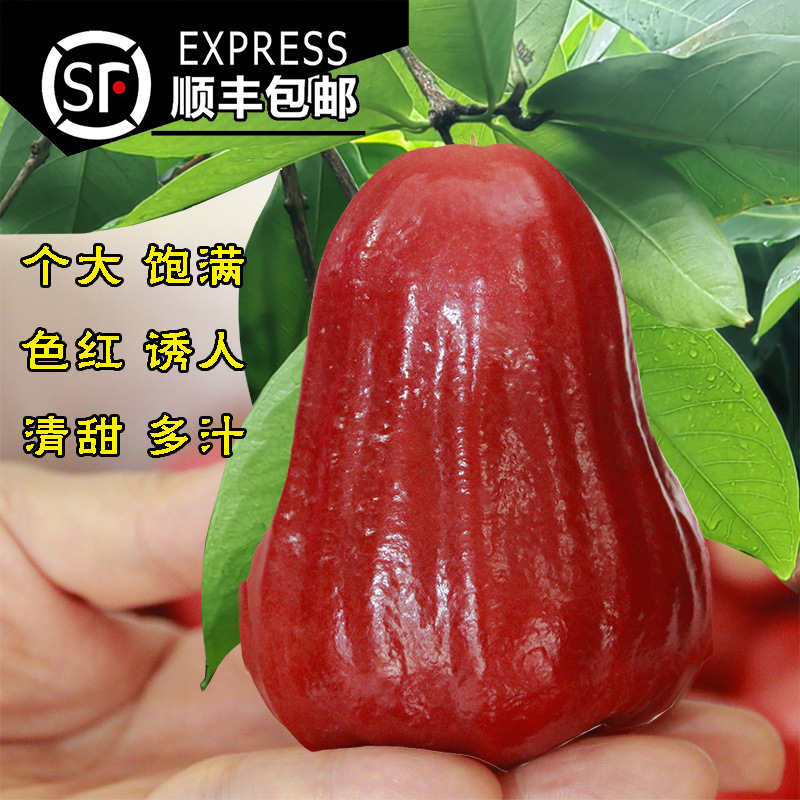 Сезонные Хайнань Черный алмаз Лотосовый туман премиум крупные фрукты, 5-6 фруктов на фунт [Бесплатная доставка Sf Express]