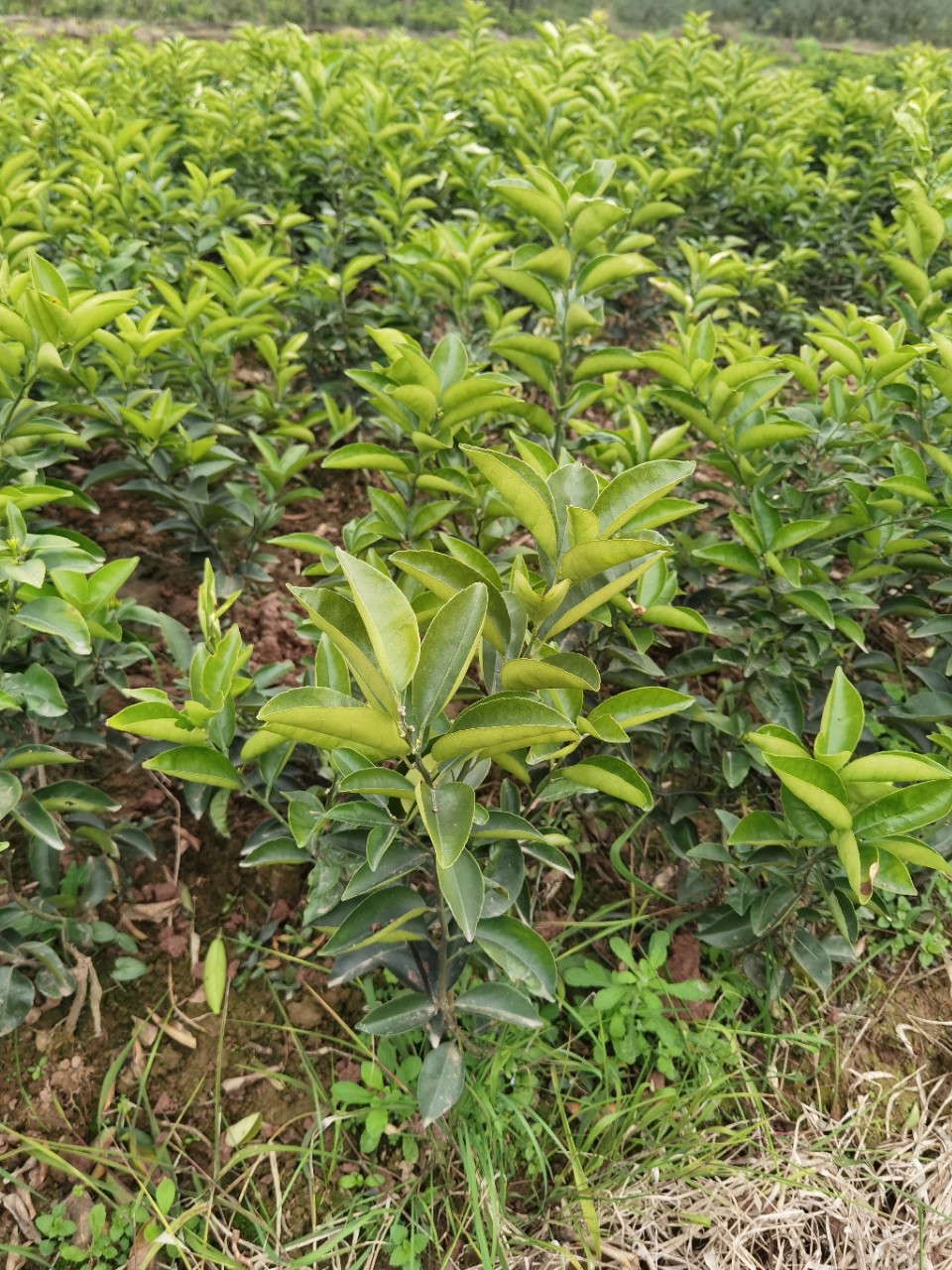 Wholesale Base Grafted Citrus Aurantium Seedlings, Medicinal Citrus Aurantium Seedlings, Pure Varieties, Large Quantity, Preferential Treatment