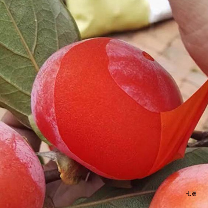 Гуанси мягкая хурма, свежие фрукты, сладкие замороженные кристальные красные хурмы, маленькие хурмы, не хрустящие, сушеные хурмы