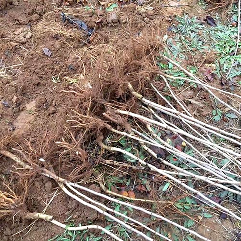 New Variety of Seedless Hawthorn Grafted Seedlings, Super Sweet Large Fruit Hawthorn Saplings, Hawthorn Seedlings Planted in the North and South, One Piece Dropshipping