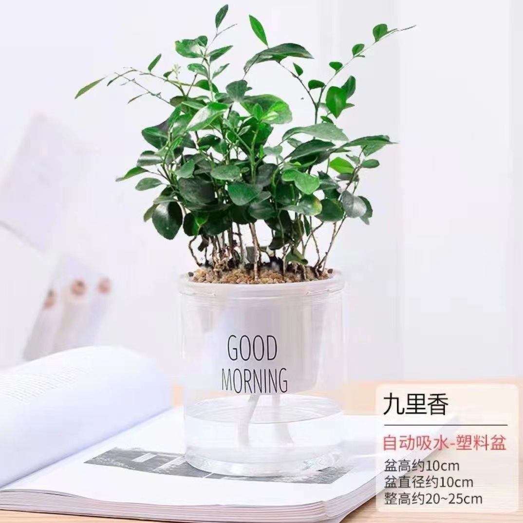 Green dill rich tree asparagus fleshy flower potted plant indoor mint rich bamboo hydroponic small green plant to feed well