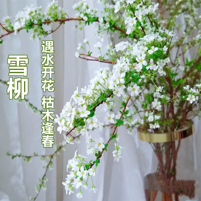 Snow Willow Dead Branches Bloom in Spring, Dry Branches Bloom When Exposed to Water, Hydroponic Flowers Are Easy for Lazy People to Grow, Florals Are Cold-Resistant Green Plant Potted Plants
