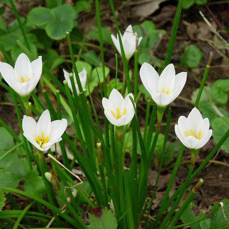 Оптовая база саженцев лука, проекты озеленения, цветы луковиц, саженцы лука с белыми цветами, уличные цветы