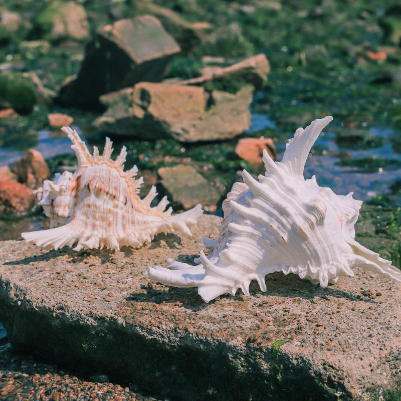 Thousand-Hand Conch, Chrysanthemum Conch, Seashell Aquarium Decoration, Aquarium Landscaping Ornament, Ornamental Pet