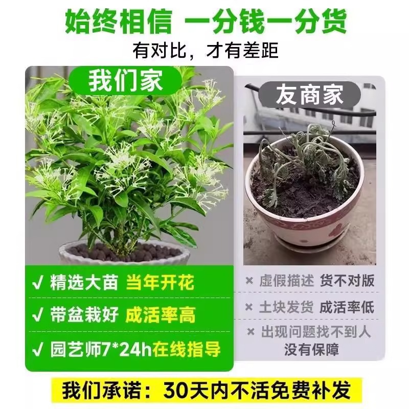 Night-Blooming Jasmine Potted Flower for Indoor Living Room, Easy-To-Care-For Fragrant Mosquito-Repelling Plant for Outdoor Courtyard, Good for Growing Night-Blooming Jasmine Saplings