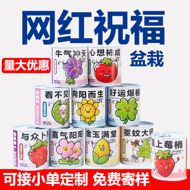 Растение благословения маленькое горшечное настольное цветочное зеленое растение семена можно посадить слепая коробка может быть настроена как подарок для детей