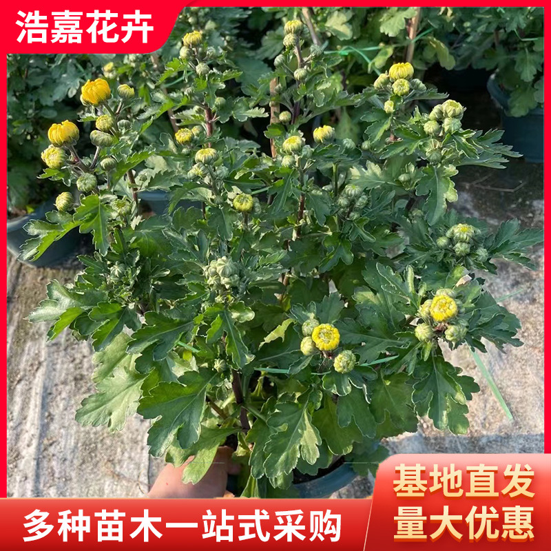 National Day Chrysanthemum with Flower Buds Potted Seedlings National Day Chrysanthemum Festival Rental Flower Seedlings National Day Chrysanthemum Seedlings