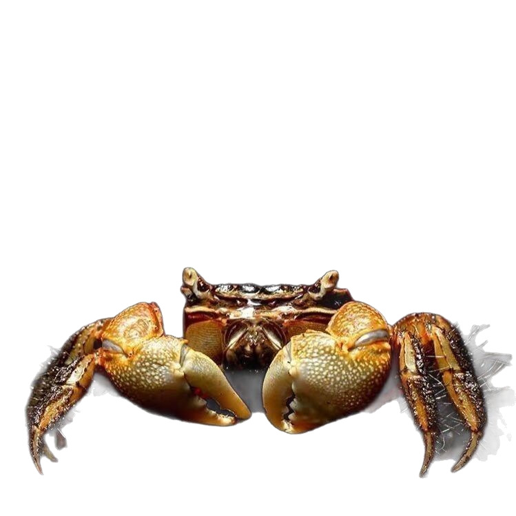 Hand-to-hand crab, hand-to-hand crab, hand-to-hand crab, hand-to-hand crab, pepper crab, general crab, ornamental crab, large size, clean algae removal, fresh water, ornamental pet desktop