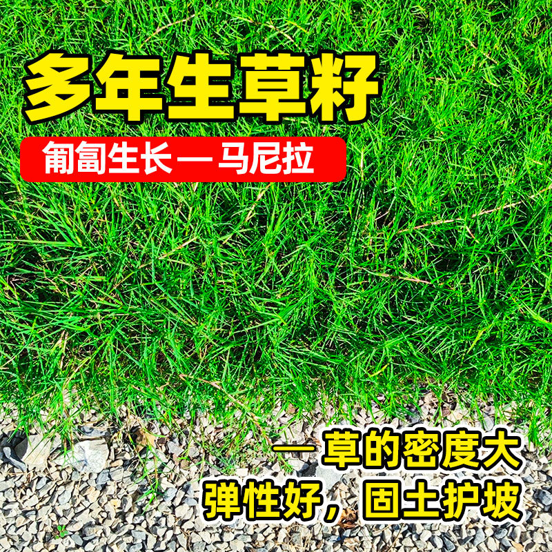 Manila Grass Seeds, Dwarf Drought-Resistant, Pruning-Free Slope Protection, Evergreen Courtyard Greening Lawn Turf Seeds for All Seasons