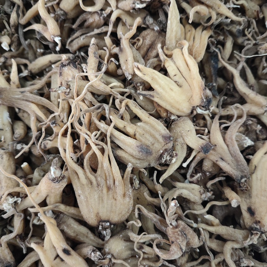 Xizang Linzhi Palm Ginseng, Sun-Dried Buddha's Hand Ginseng, Various Cold-Backed Ginseng