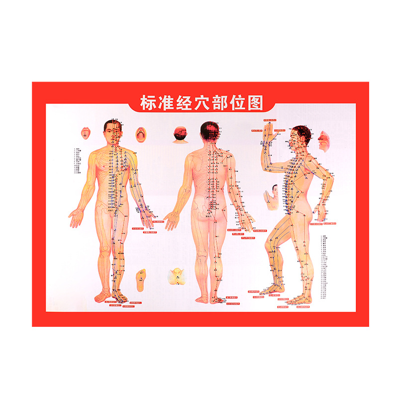Acupoint Chart, Meridian Chart, Human Body Chart, Factory Produces Ten Thousand Health Charts Per Day, Wall Hanging Chart, Meridian and Acupoint Chart