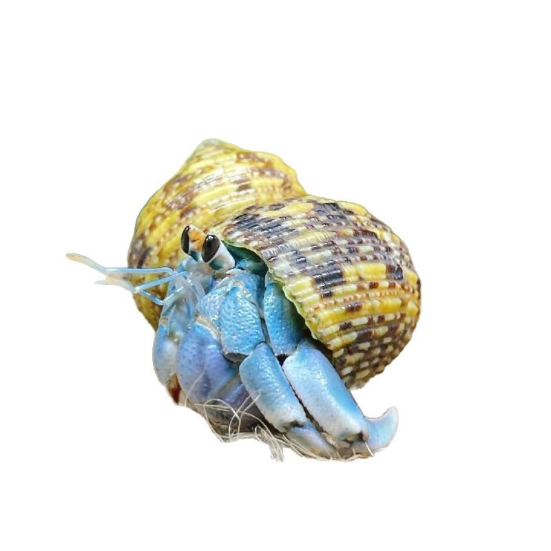 [stall hermit crab wholesale] hermit crab pet watch crab live pet