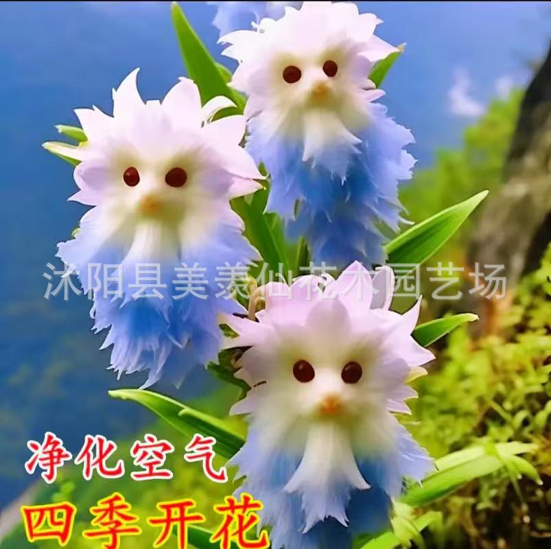 Популярная орхидея с большим цветком, наполняющая дом ароматом. Новый горшечный цветок с милым внешним видом и ароматом для удаления формальдегида