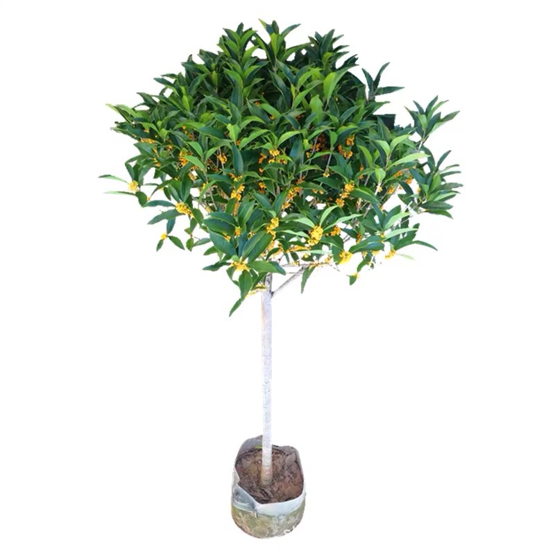 Grafted Four-Season Osmanthus Saplings Potted Ground Planting Indoor House Courtyard Golden Osmanthus and Osmanthus Strong-Scented Plant Landscape Tree