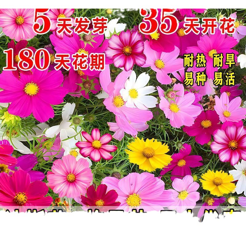 Cosmos Flower Seeds, Gesang Flower Seeds, Spring and Summer Blooming Easy-To-Live Flower Seeds, Courtyard Four-Season Wildflower Combination Seeds