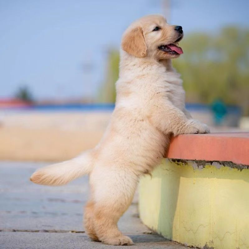 Wholesale Purebred Golden Retriever Puppies Live Golden Retriever Puppies Pet Dogs Golden Retriever Medium-Sized Dogs Guard Dogs Working Dogs