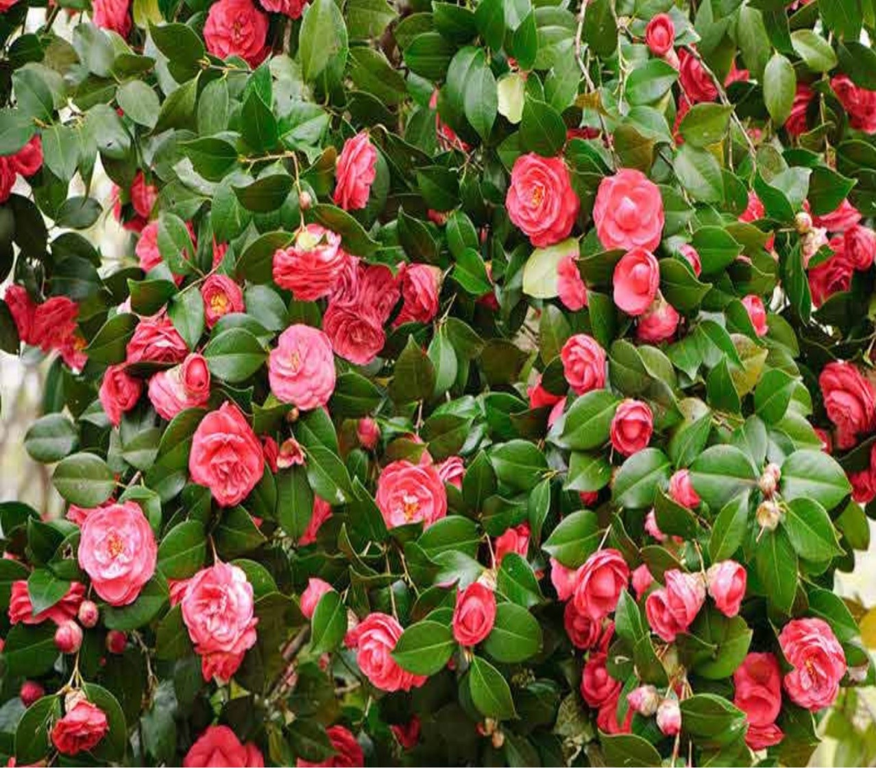 Завод Техас Шун Сорс, ZY867, брезент для кемпинга, надувной коврик