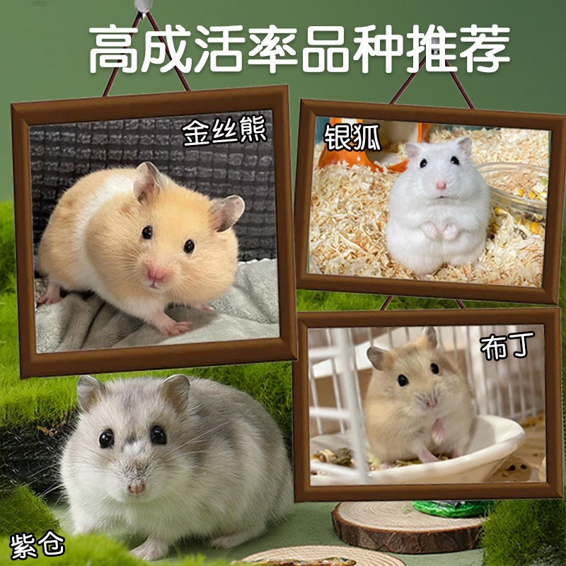 Wholesale Hamsters, Golden Hamsters, Small Live Animals, Milk Tea for Parents, One Male and One Female, Large-Sized Internet-Famous Rodent Pets for Breeding