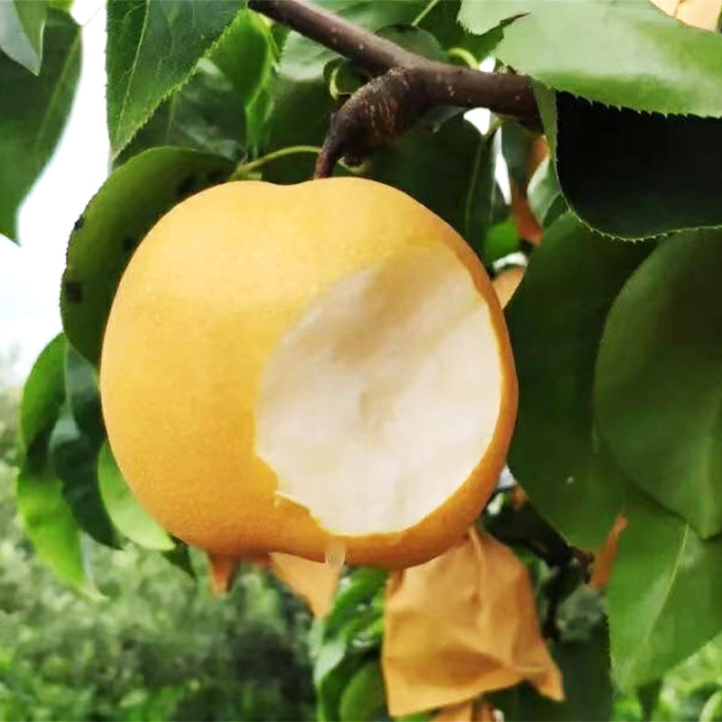 Свежесобранные груши Цююэ из Лайянга, груши фермеров, груша Фэншуй, груша Наньшуй, фрукты, груша Яньтай, Дайфа