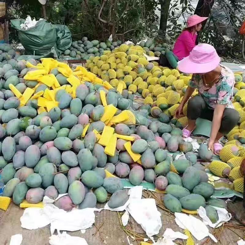 Sichuan Kate Mango Fresh Fruit Mango Free Shipping Seasonal Fruit Kate Mango Dropshipping
