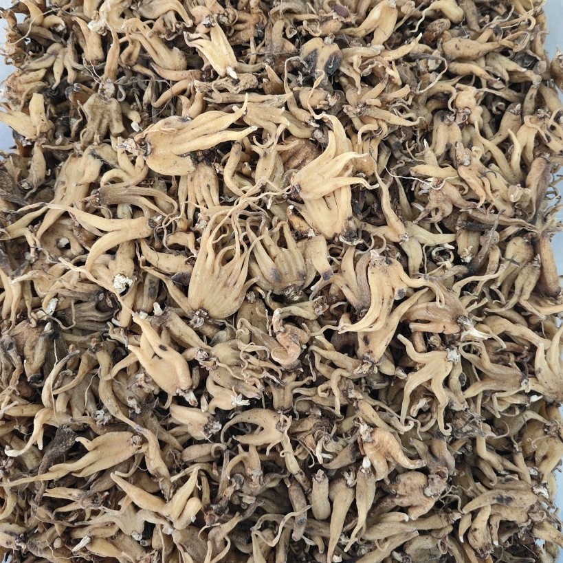 Пальмовый женьшень Линчжи Тибета, солнечный сушеный женьшень, различные женьшени с холодной спиной