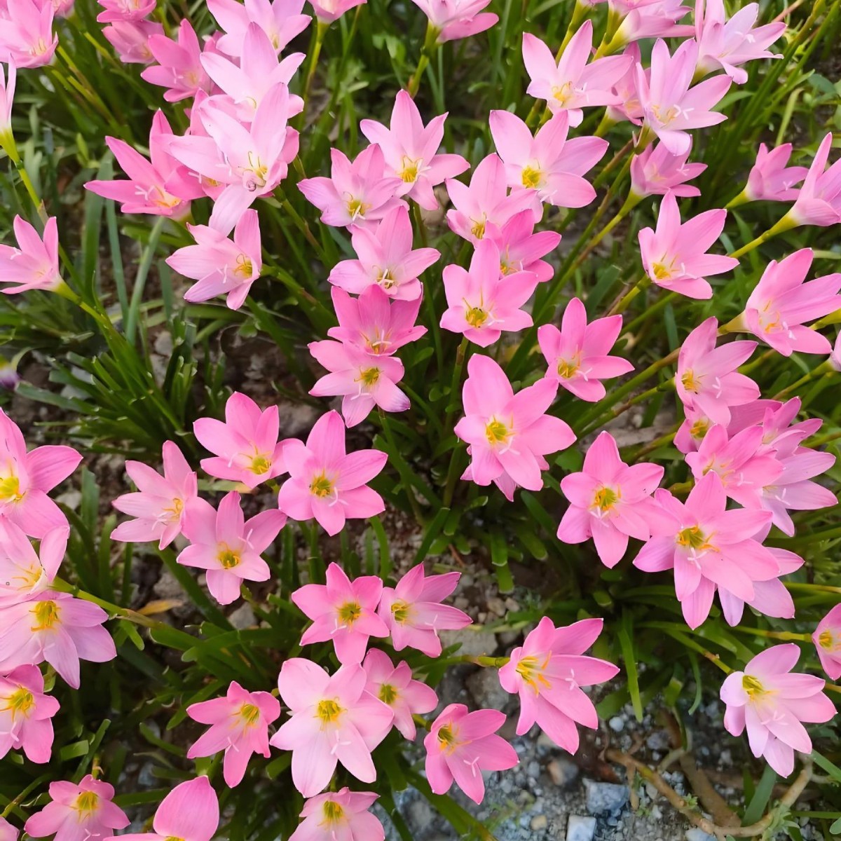 Луковицы орхидеи Ветер и Дождь, розовая орхидея, горшечные цветы, цветут круглый год, зелёные растения