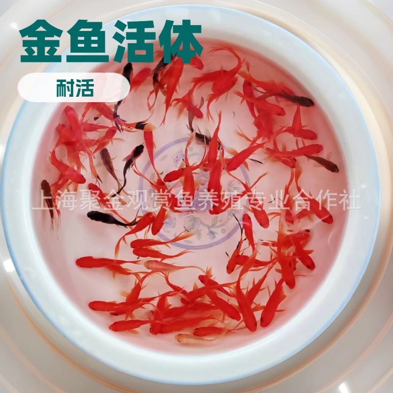 Маленькие живые золотые рыбки, маленькие декоративные золотые рыбки, живые маленькие красные травяные золотые рыбки, оптовая продажа в контейнерах, прочные, с высоким декоративным значением