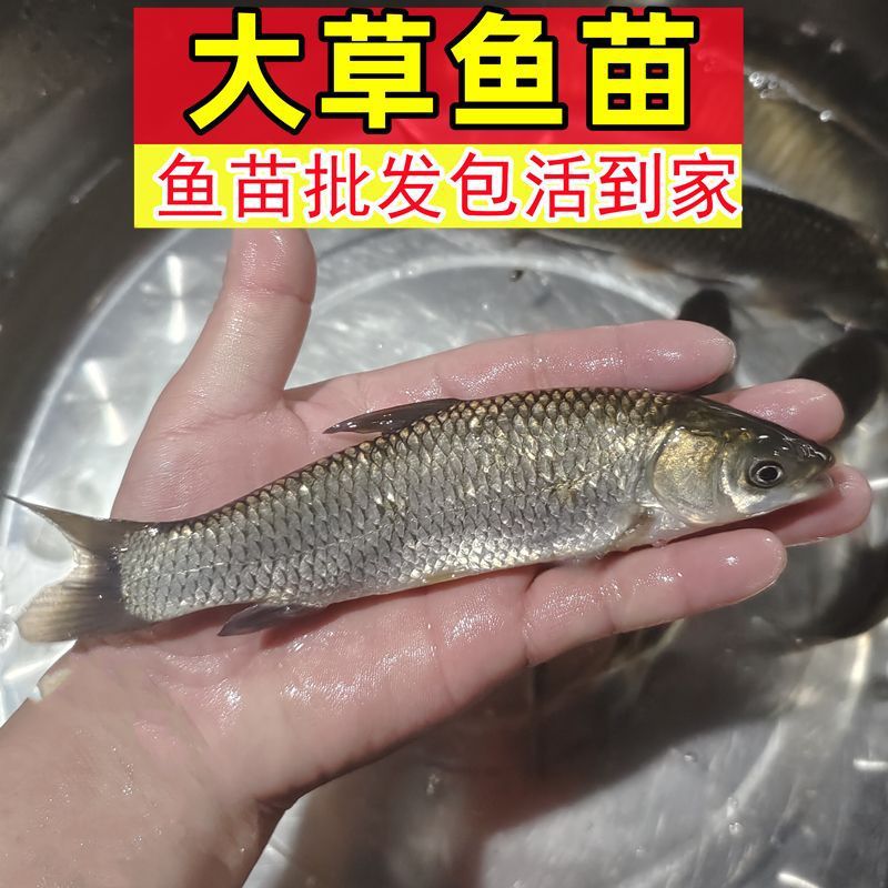 Wholesale of Grass Carp Fry, Half a Pound of Large Live Fish Fry, Crispy Meat, Anhui Freshwater Cultured Edible Silver Carp, Silver Carp, Bighead Carp, Fat-Headed Male Fish with Big Head