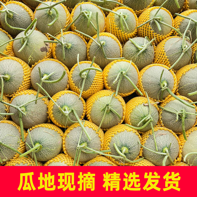 Xinjiang Hami Melon Fresh Fruit Box Full Box Seasonal Turpan Xizhou Honey Melon 4kg Large Pack