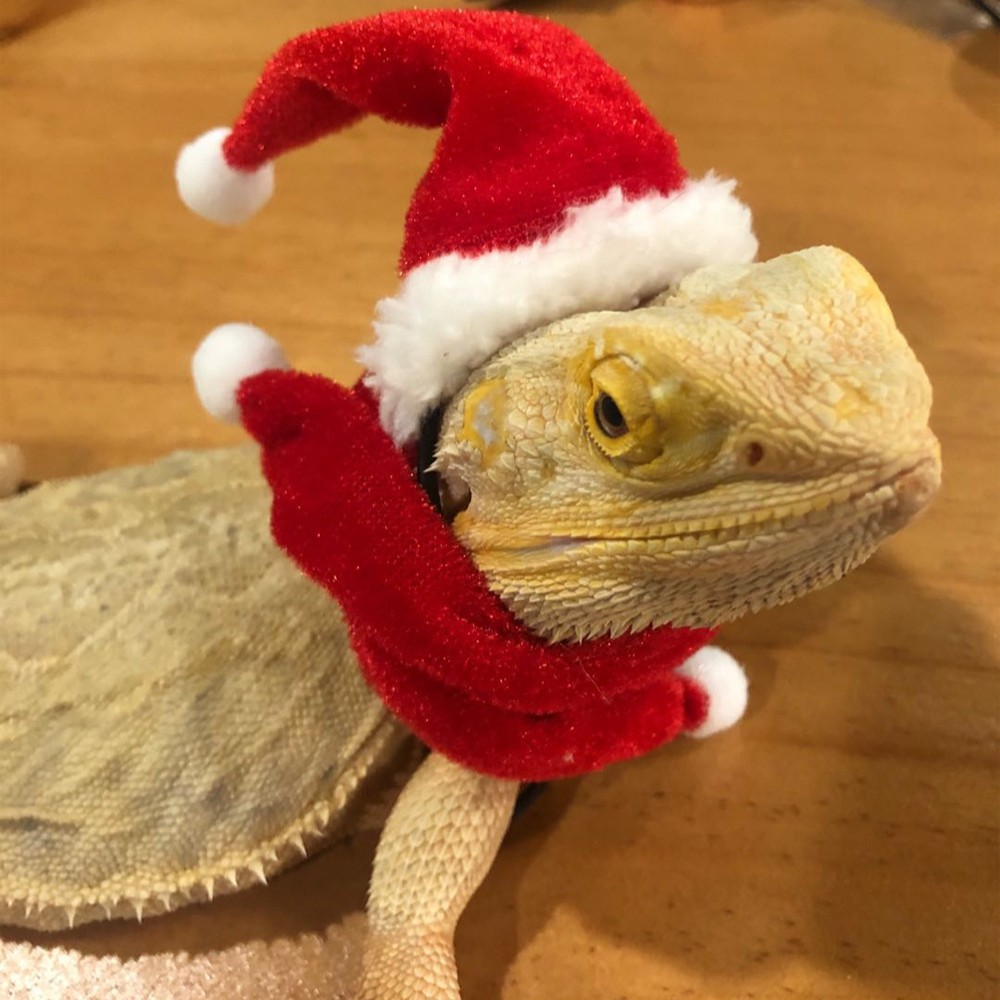 Lizard Christmas Clothing Traction Rope Christmas Hat Climbing Pet Outing Leather Wings Pet Traction Belt Walking Lizard Rope Small Pet