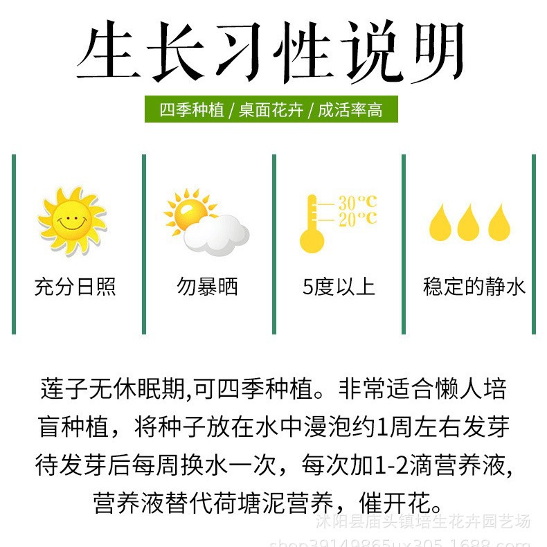 Lotus Seed Aquatic Bowl Lotus Seed Hydroponic Plant All Year Round Easy to Live Lotus Root Indoor Potted Green Plant Flower Water Lily