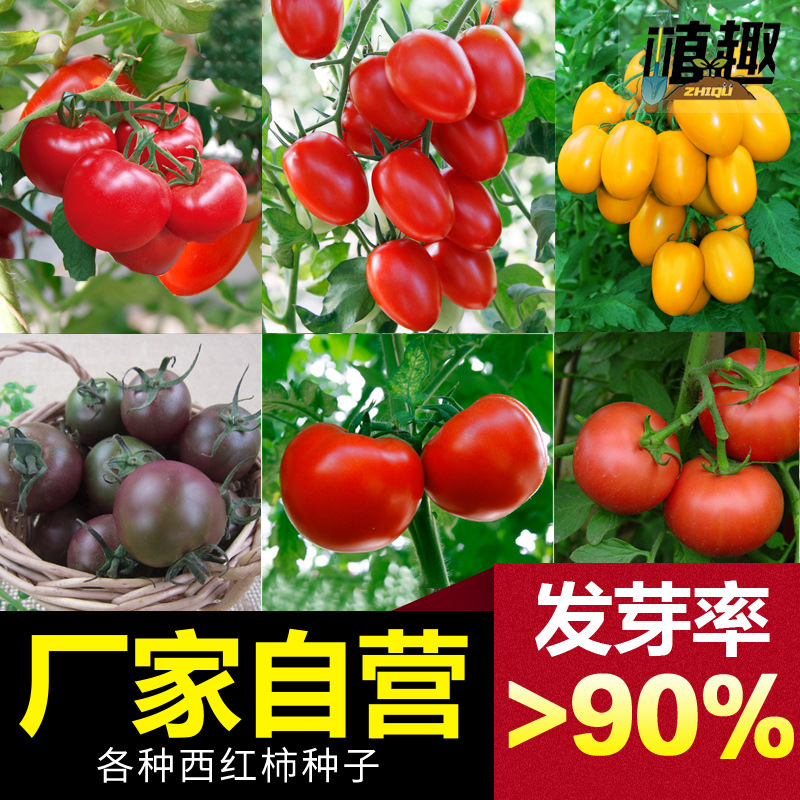 Source Manufacturer Wholesale Vegetable Seeds for Spring, Summer and Autum, Melons and Fruits, Seeds, Rapeseed and Vegetable Seeds