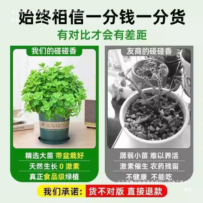 Bonsai Fragrant Edible Pot with Green Plants for Mosquito Repellent and Refreshing Mint Seedlings, Succulent Plants, Flowers, and Air Fragrance