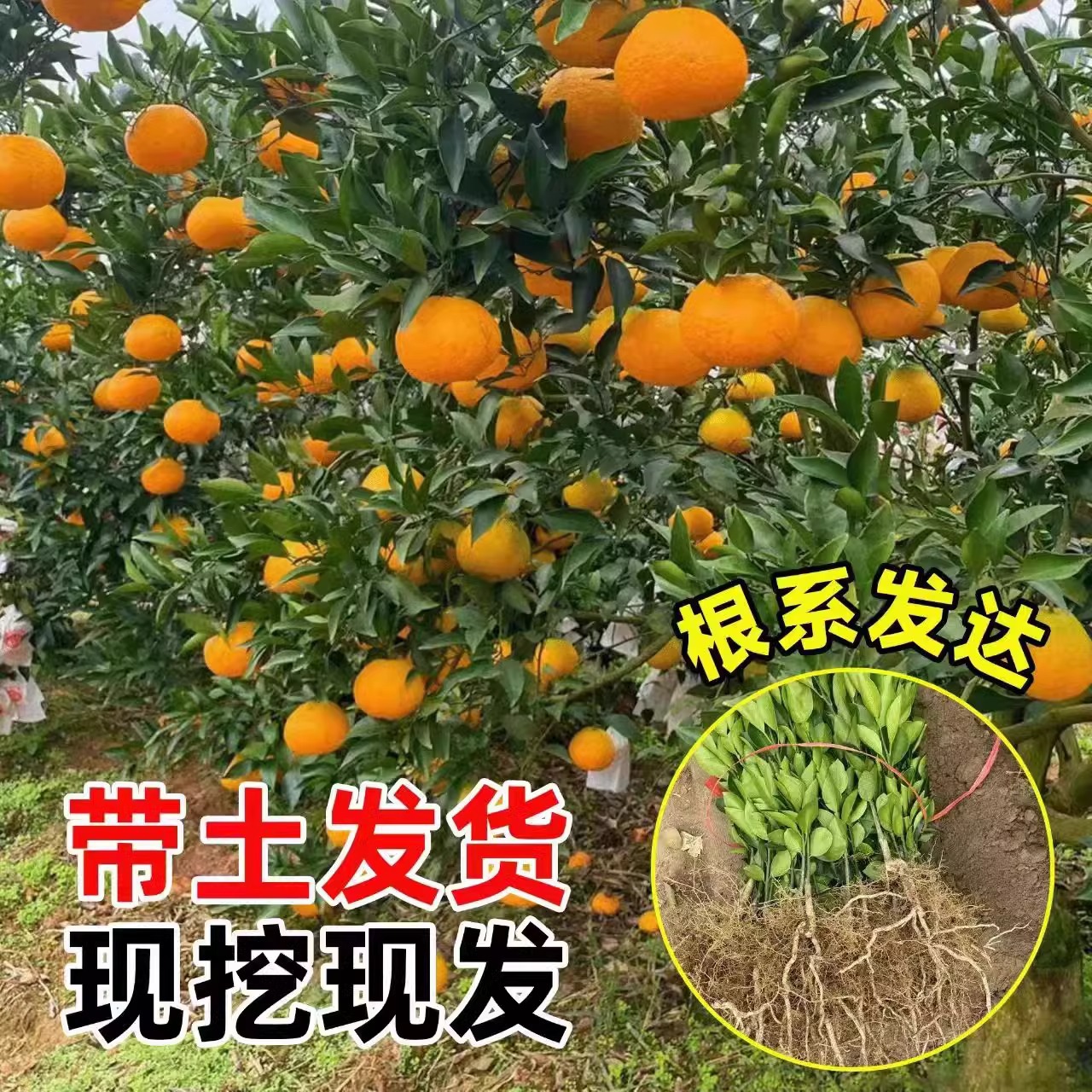 Authentic Sichuan Spring Mandarin Seedlings, Ugly Orange Mandarin Citrus Fruit Tree Seedlings for Courtyard Planting, Produces Fruit in All Seasons