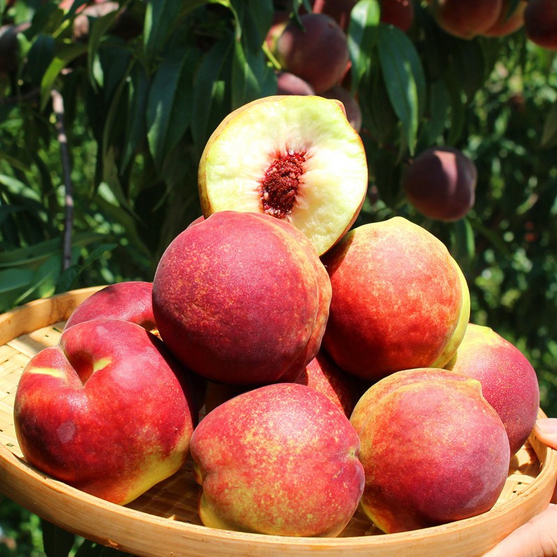 Shandong Qingzhou Peaches 2.5kg Fresh Crisp Sweet Hard Peaches for Pregnant Women Seasonal Green Peaches Non-Peaches