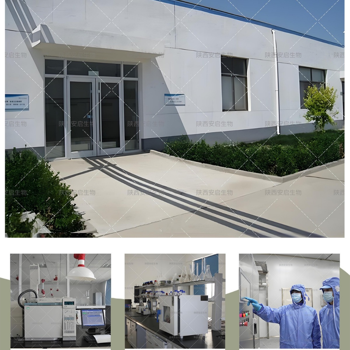 Green-Lipped Mussel Powder New Zealand Green Mussel Powder Green Mussel Extract Green-Lipped Mussel Powder 1 Kilogram Packaging