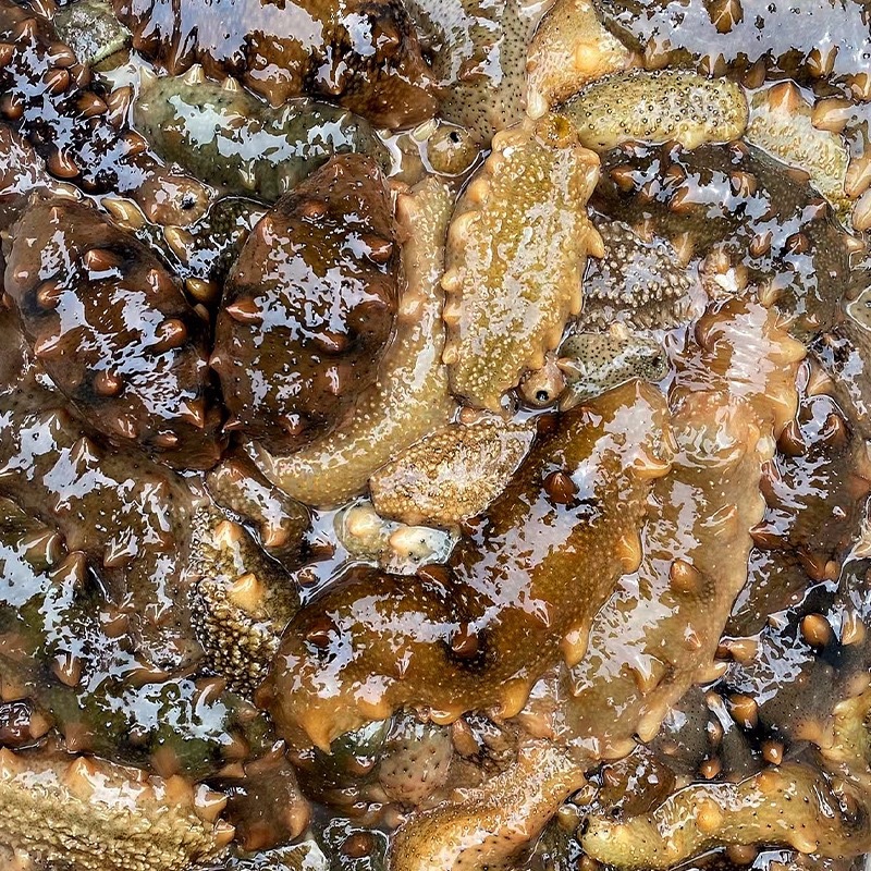 Factory Wholesale Light Dried Sea Cucumber, Fresh Sea Cucumber, Liao Sea Cucumber, High Thorn Sea Cucumber, Plump Flesh, Light Dried Small Sea Cucumber, Dry Goods