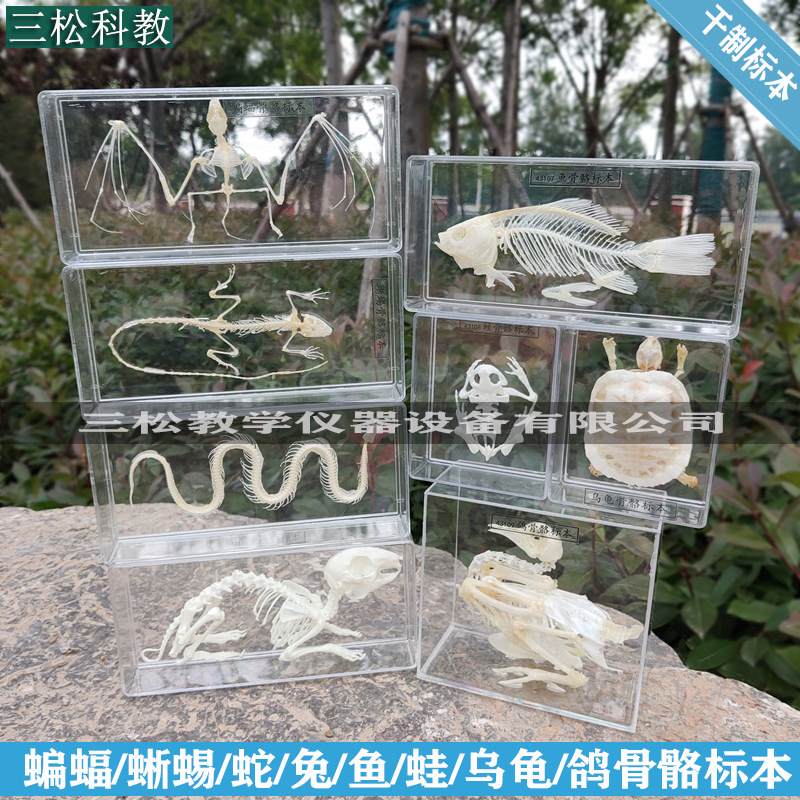 Экземпляр скелета змеи, летучей мыши, ящерицы, бразильской черепахи, кролика, карася, лягушки, голубя, биологический образец