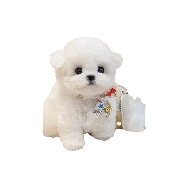 Wholesale Purebred Bichon Frize Puppies Live Bichon Frize Puppies Pet Dogs Bichon Frize Teacup Dog Bichon Frize Small Size Dogs