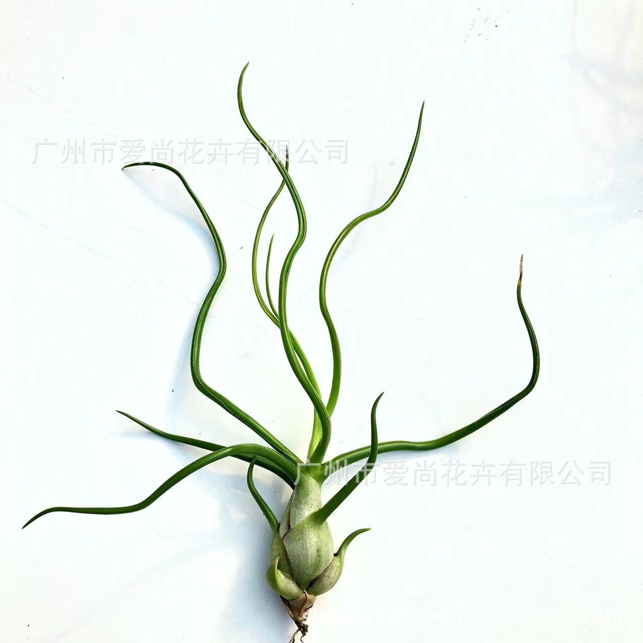 Air Pineapple Wholesale Base Straight Hair Soilless Cultivation Usnea Old Man's Beard Orchid Easy to Grow