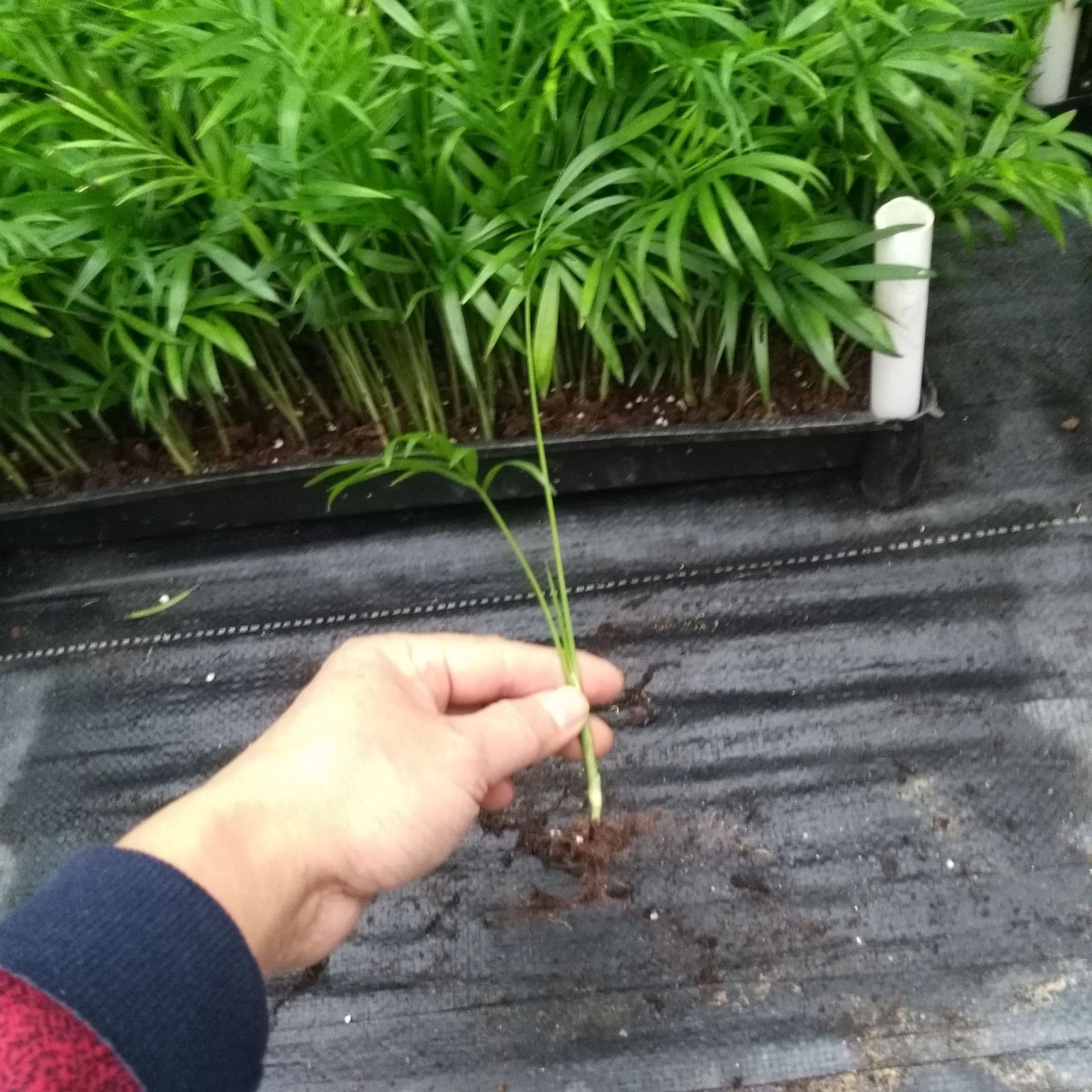 Source Manufacturers Long-Term Large Supply of Green Plants Pocket Coconut Landscaping Flower Seeds Seedlings Wholesale