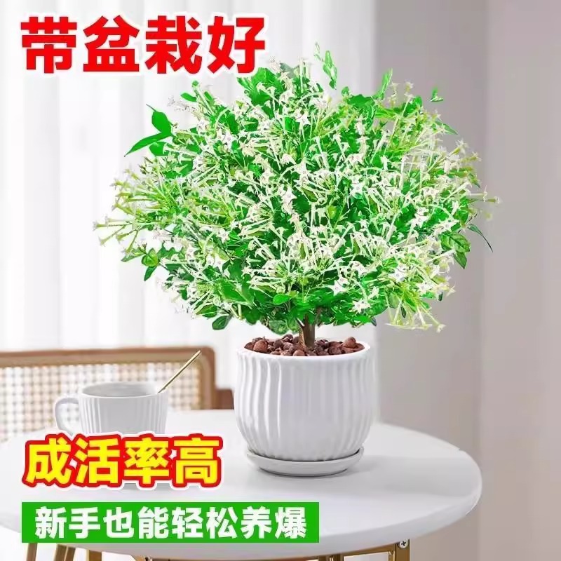 Night-Blooming Jasmine Potted Flower for Indoor Living Room, Easy-To-Care-For Fragrant Mosquito-Repelling Plant for Outdoor Courtyard, Good for Growing Night-Blooming Jasmine Saplings