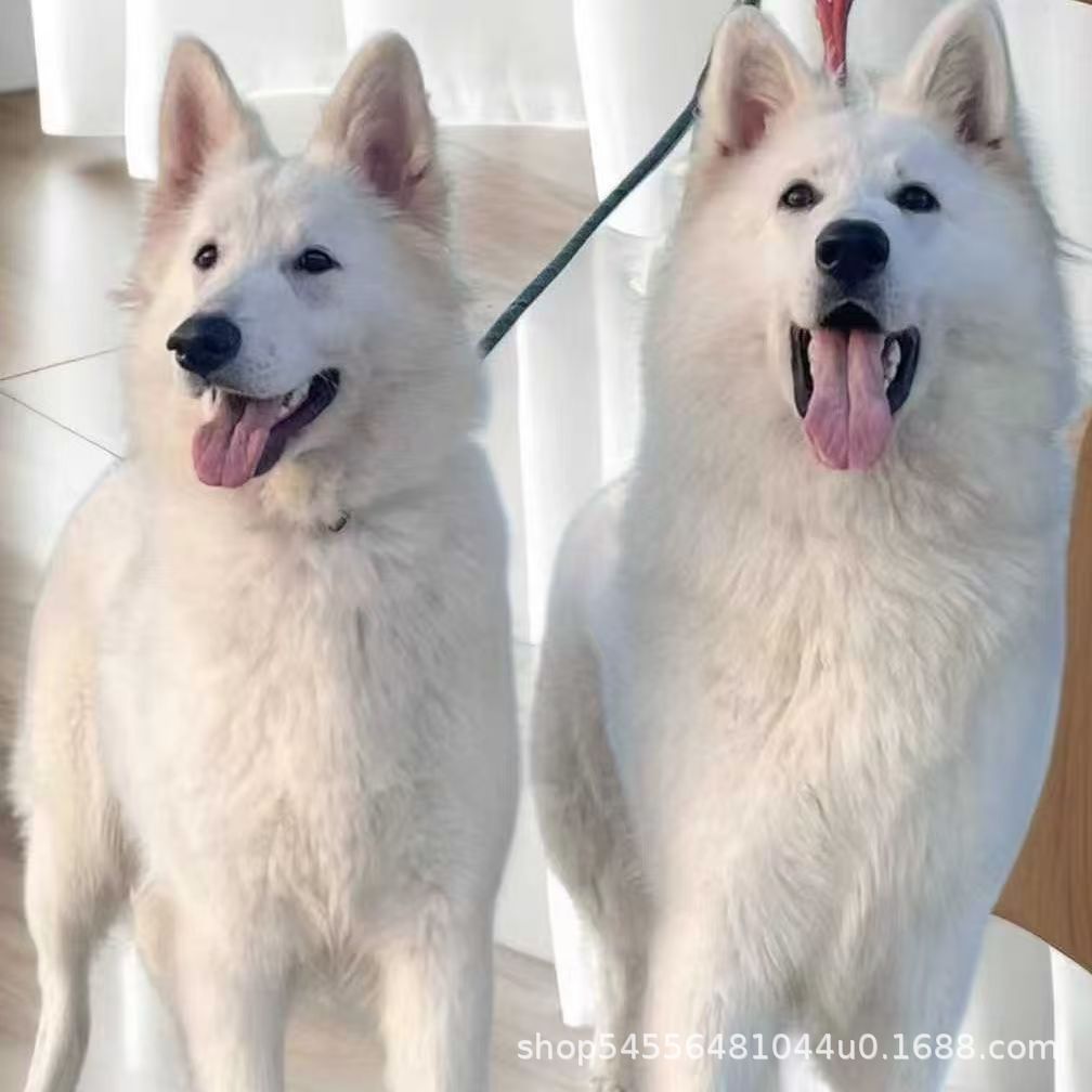 Purebred Swiss Shepherd Puppy Living Dog Pure White German Shepherd Guard Dog Working Dog Military Police Dog Pet Dog