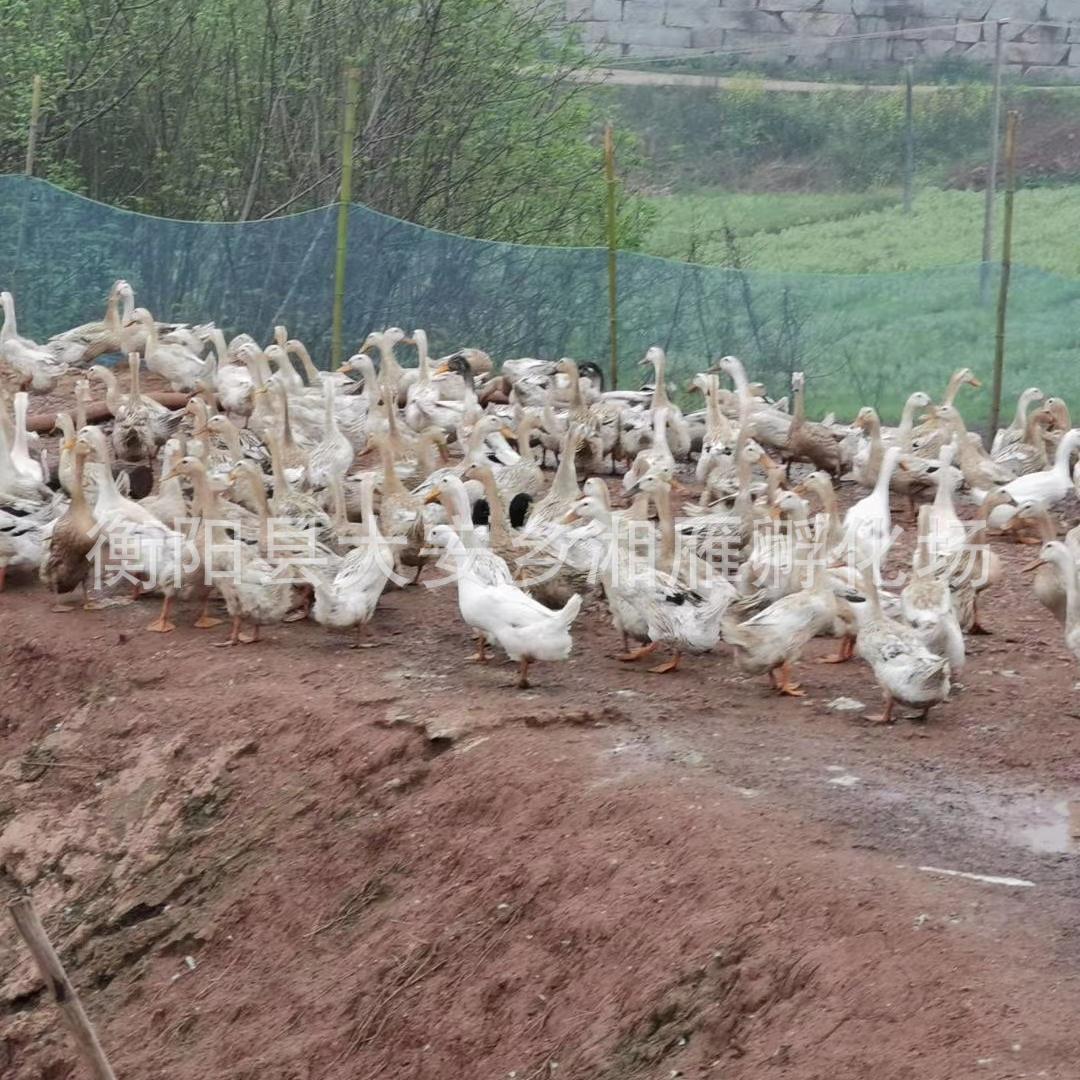 Jiangnan Egg Duck Seedlings, Male Duck Seedlings, Wholesale Hunan Teal Green Shell High-Yielding Egg Duck Seedlings, Green Shell No. 4 Small Yellow Duck Seedlings