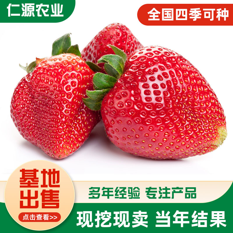 Zhangji Sui Zhu Strawberry Seedlings Miaoxiang No. 7 Strawberry Seedling Base Hongyan Cream Strawberry Seedlings